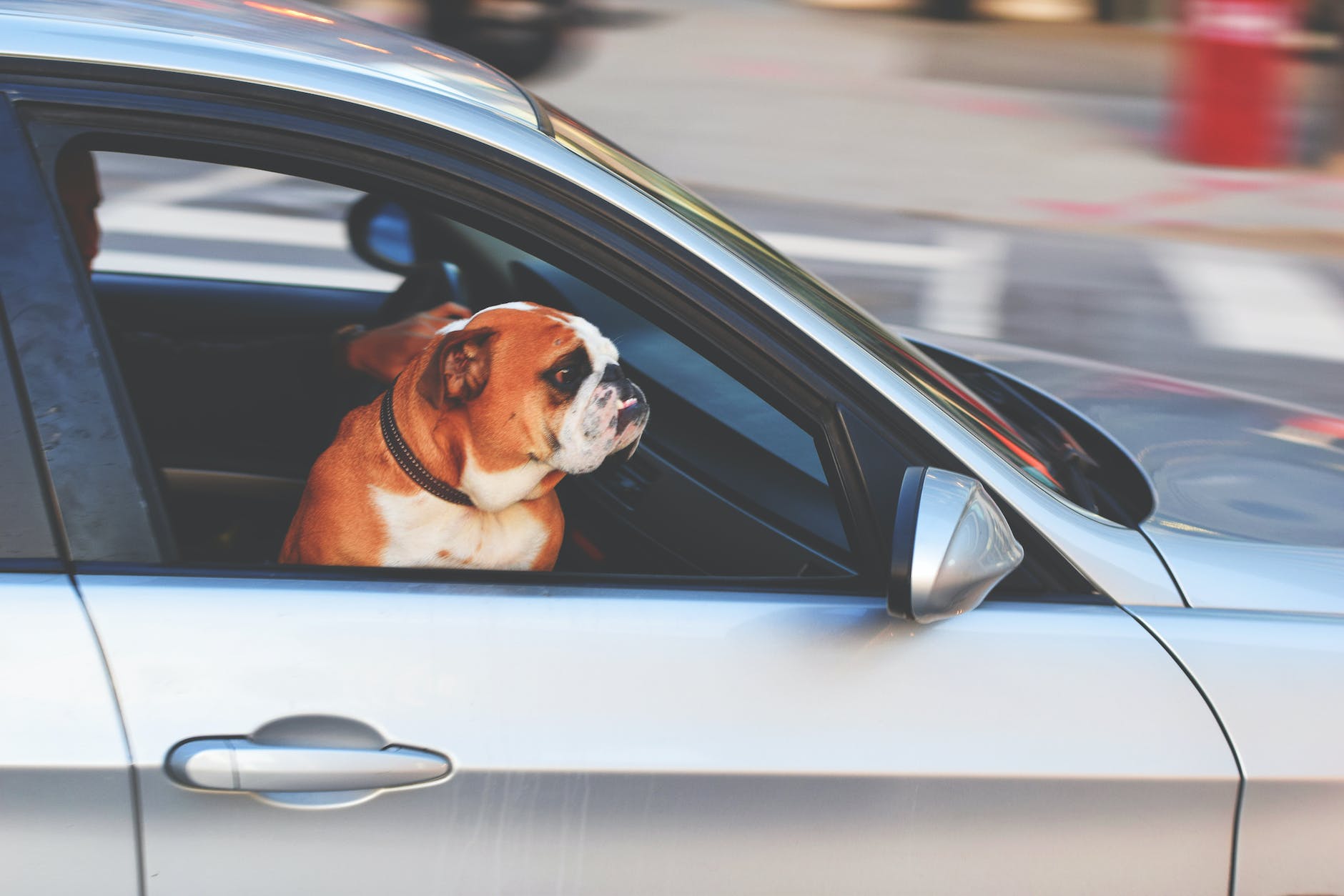 CBD Oil for Dogs with Car Anxiety
