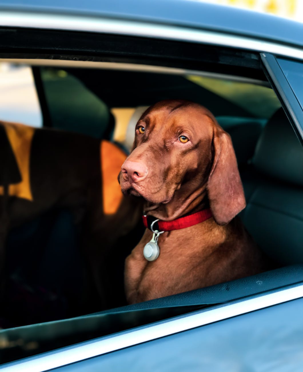 CBD Oil for Dogs with Car Anxiety