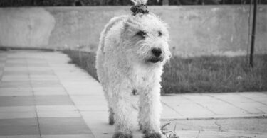 grayscale photo of a fox terrier dog
