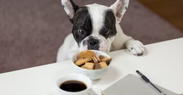white and black english bulldog stands in front of crackers on bowl at daytime