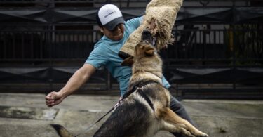 man training a german shepherd dog