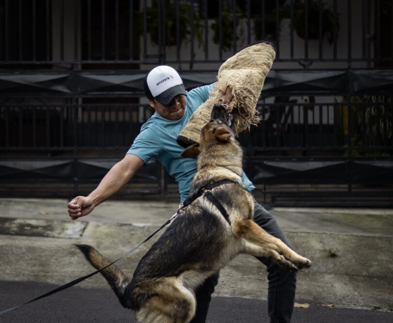 man training a german shepherd dog
