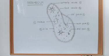 scheme and structure of organism on whiteboard