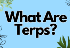 What Are Terps?
