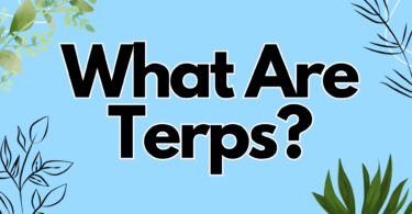 What Are Terps?